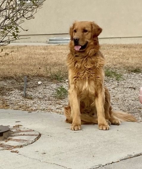 AKC Proven Golden Retriever *STUD* 