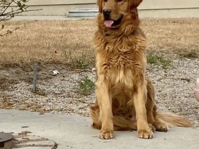 AKC Proven Golden Retriever *STUD*