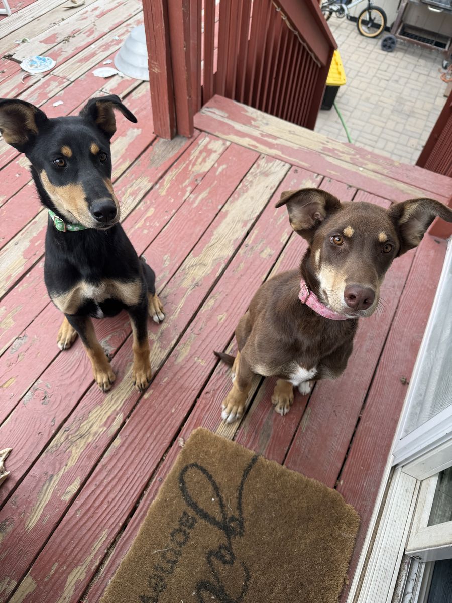 6 month husky/doberman