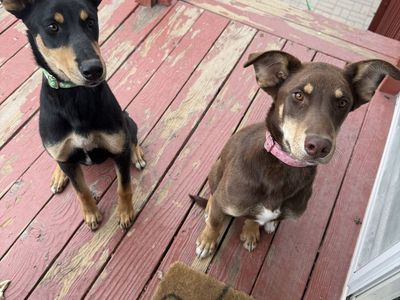 6 month husky/doberman