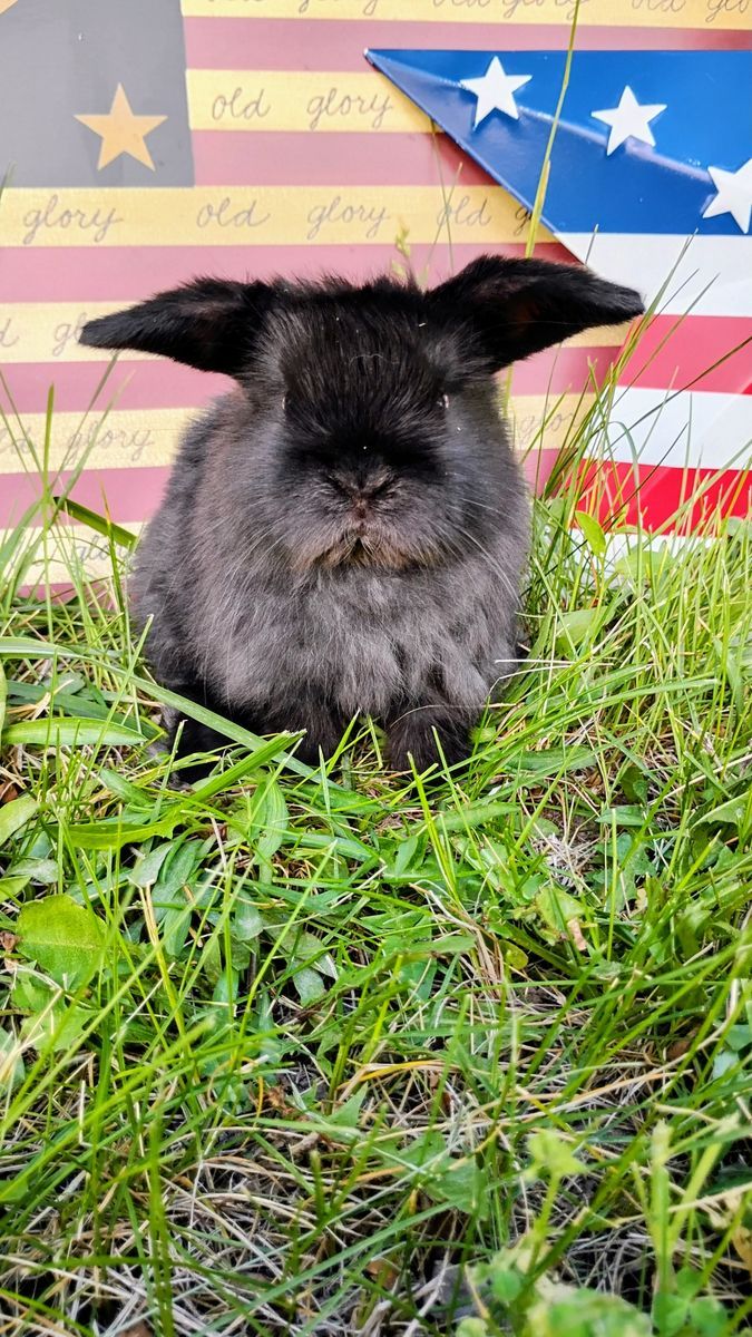 Holland Lop Bunnies