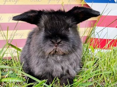 Holland Lop Bunnies