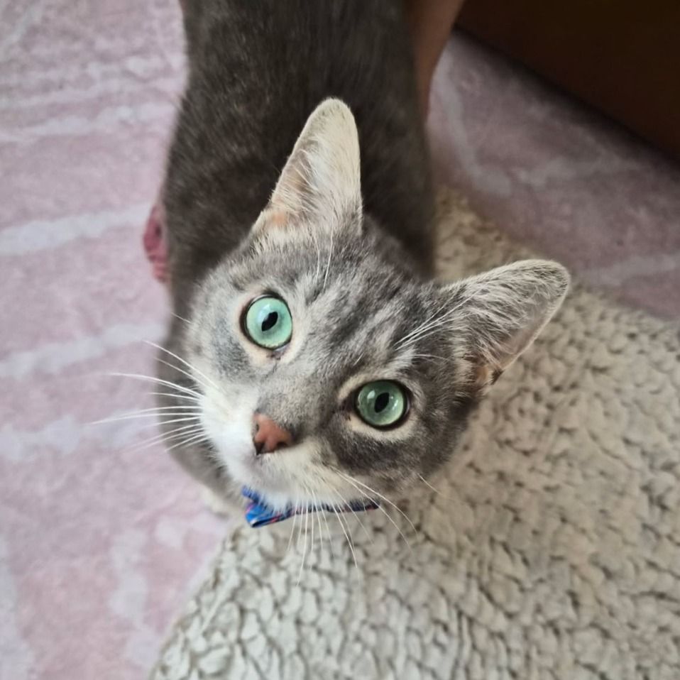 Hello my name is Pine