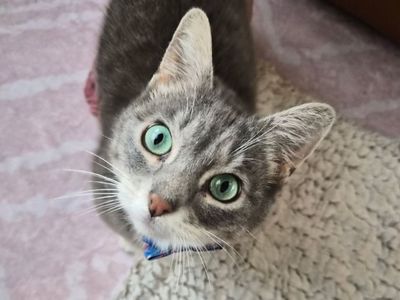 Hello my name is Pine