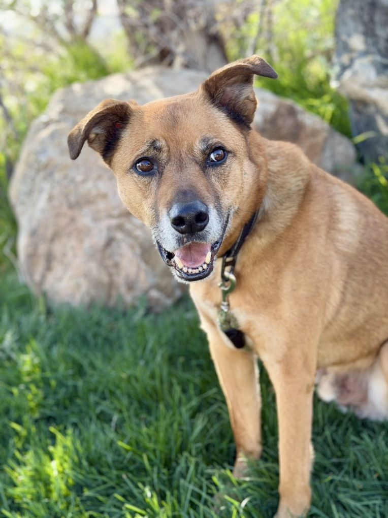 WAIVED ADOPTION FEE!