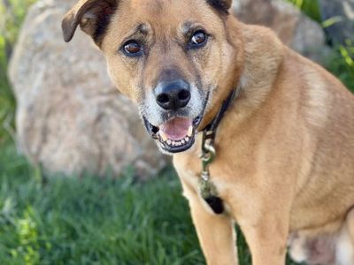 WAIVED ADOPTION FEE!