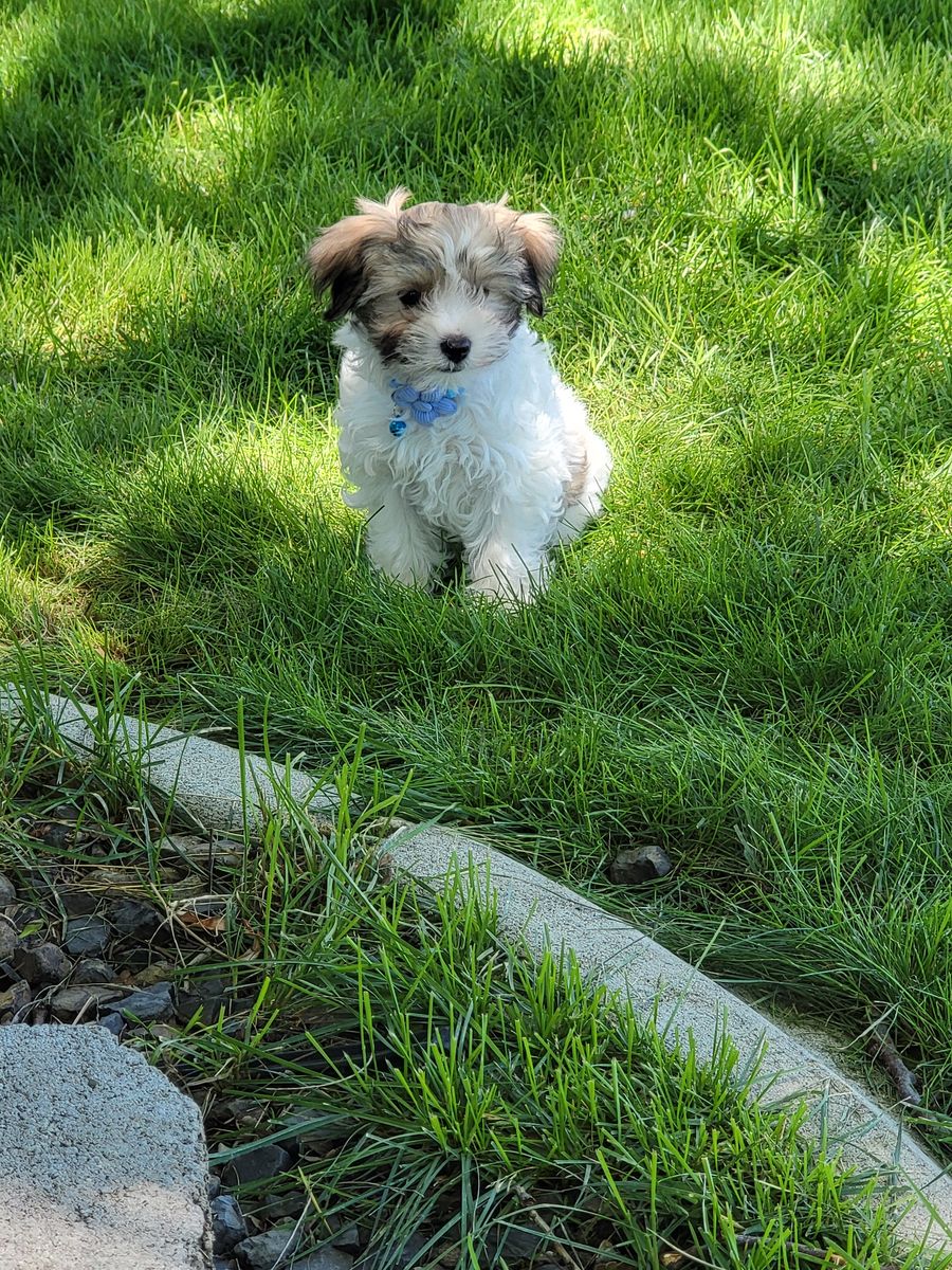 Maltipoo Puppy