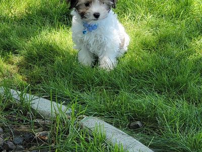 Maltipoo Puppy