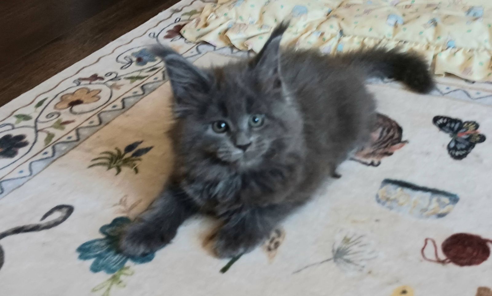 European Maine Coon Blue female kittens