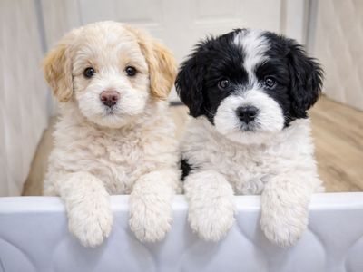 Mini Goldendoodle Puppies Family Raised