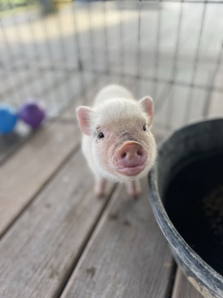 6 week old Mini Juliana Pigs