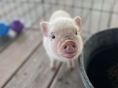 6 week old Mini Juliana Pigs