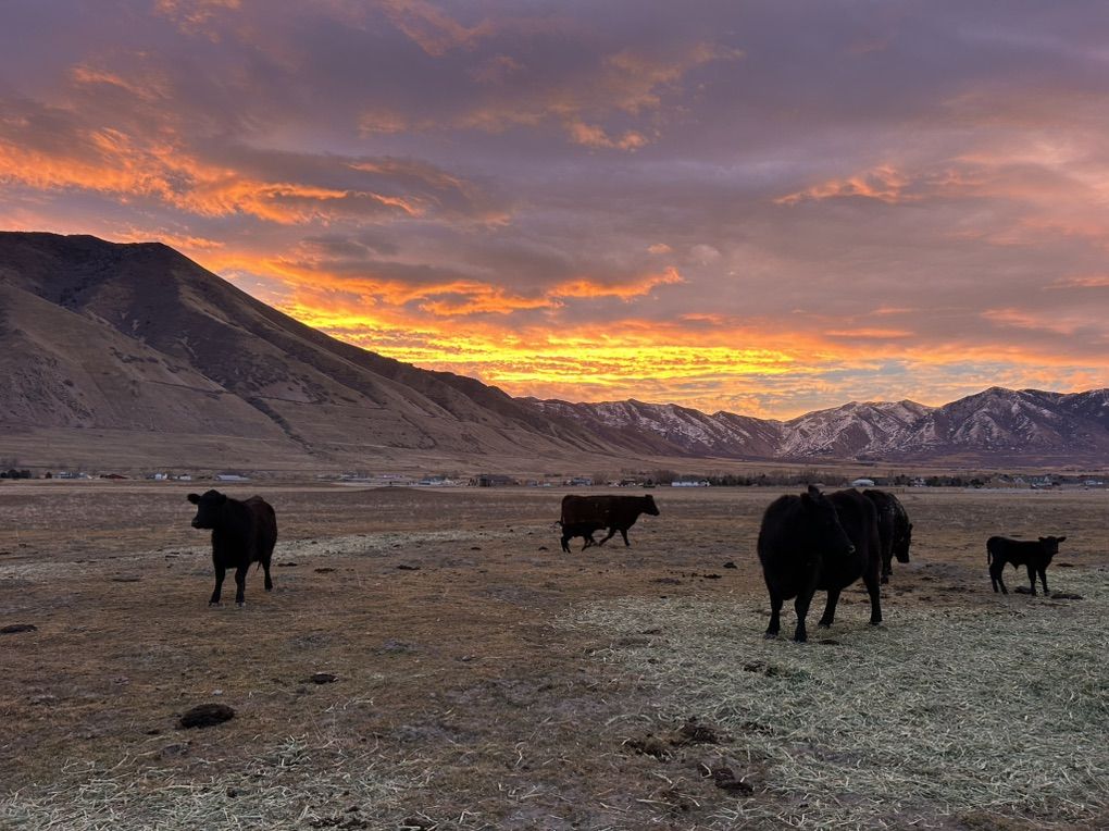 In Search Of Pasture