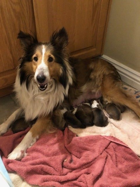 AKC Registered Sable & White Sheltie Puppies - 3 Girls, 5 Boys, 2 Weeks Old
