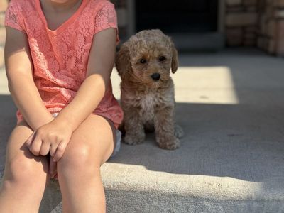 Last 2! Mini Goldendoodles - Crate Trained - Ready Now