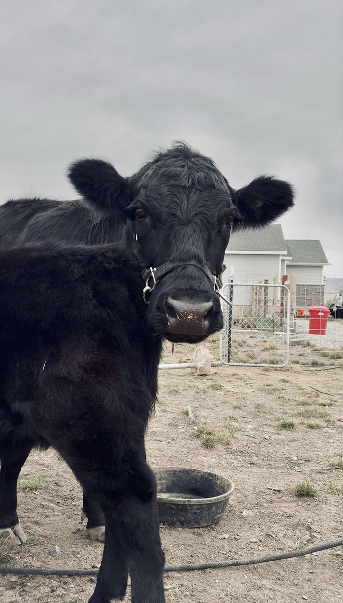 Dexter Cow/Calf Pairing