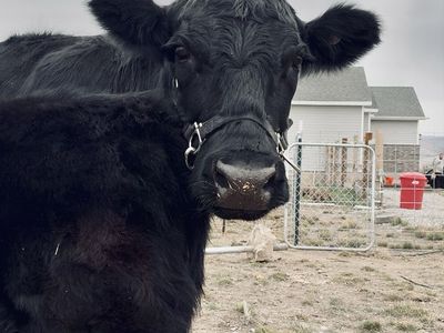 Dexter Cow/Calf Pairing