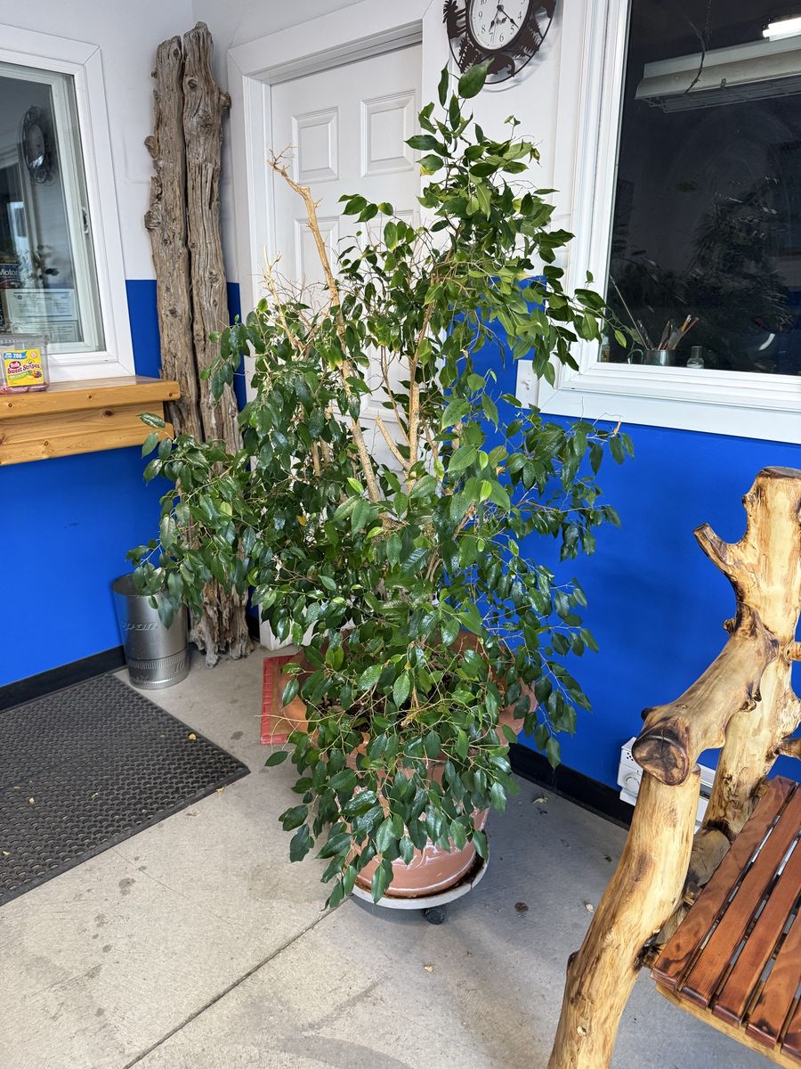 Large Ficus Tree in Terra Cotta Pot - Established Houseplanticus.I have had this tree for 33 years. Needs a new home now