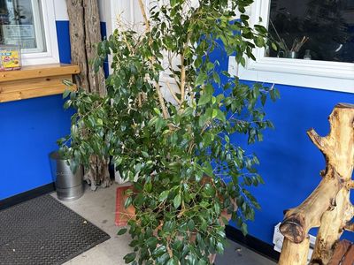Large Ficus Tree in Terra Cotta Pot - Established Houseplanticus.I have had this tree for 33 years. Needs a new home now