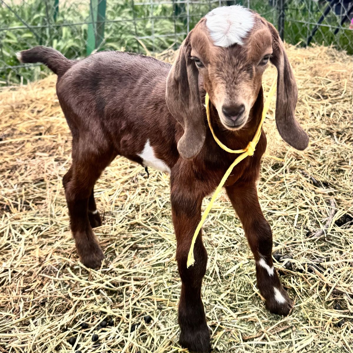 Nubian Buckling Has Moonspots
