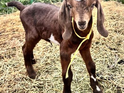Nubian Buckling Has Moonspots