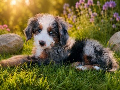 Blue-Eyed Multigenerational Bernedoodle Puppies – Alder & Sprout