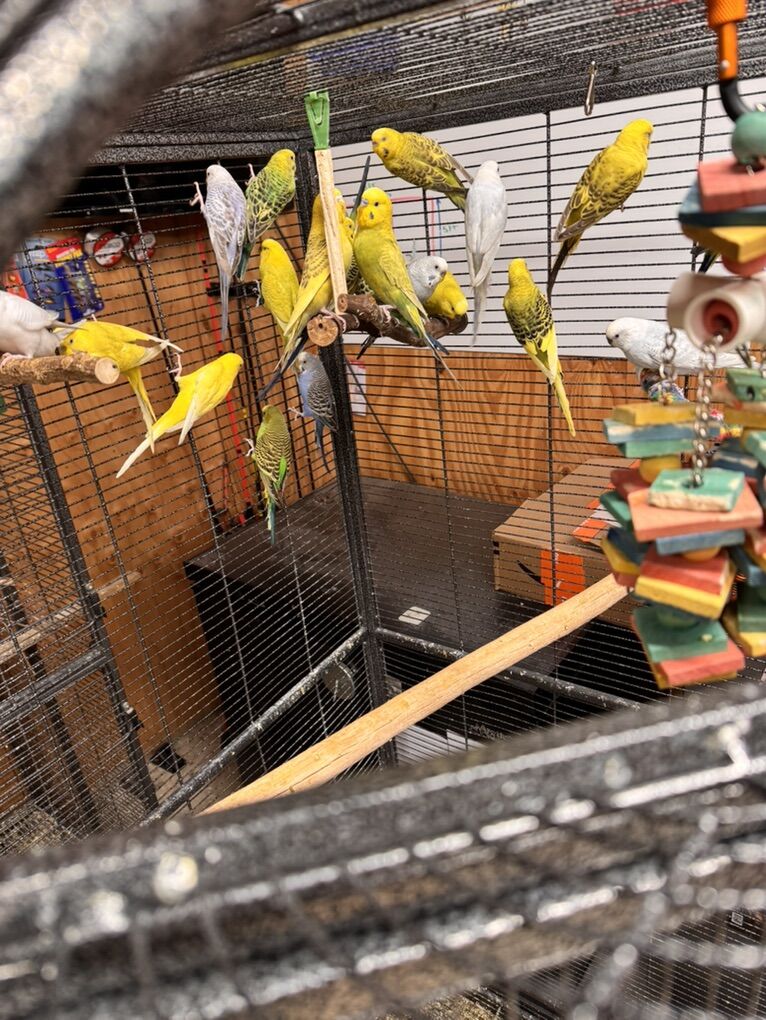 Parakeets