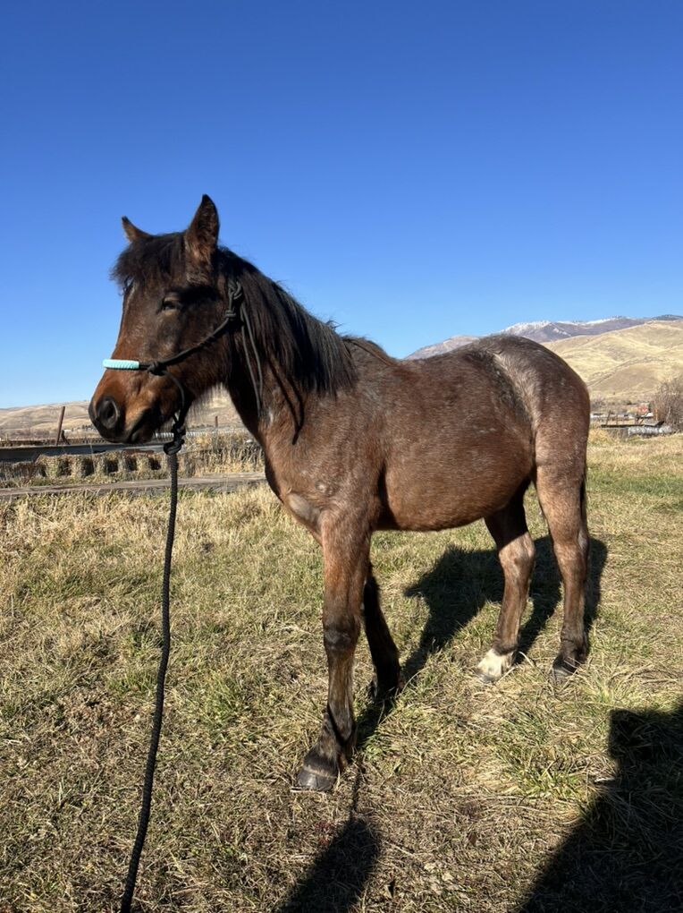 Yearling Bayroan Filly