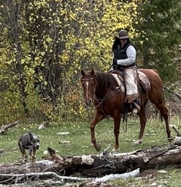 Looking for trade- Barrel horse for Breakaway/Ranch horse