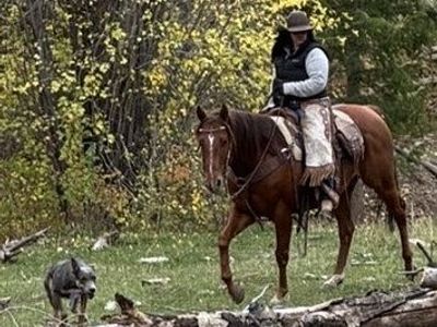 Looking for trade- Barrel horse for Breakaway/Ranch horse