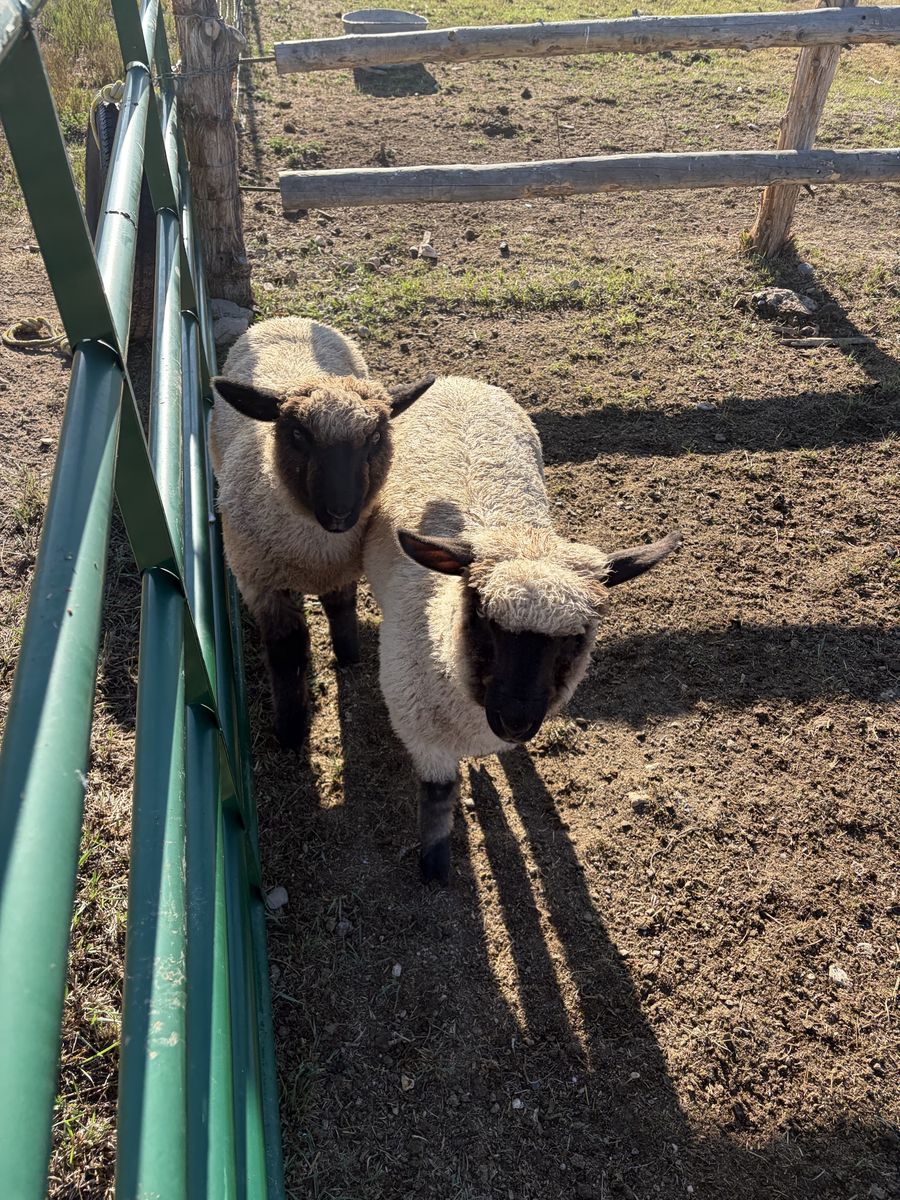 Lamb s