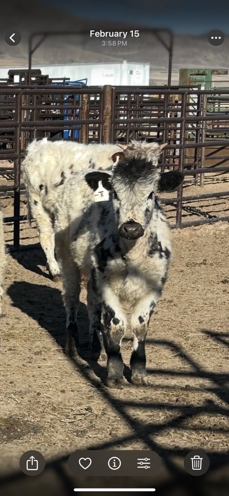 2 Steer Calves For Sale