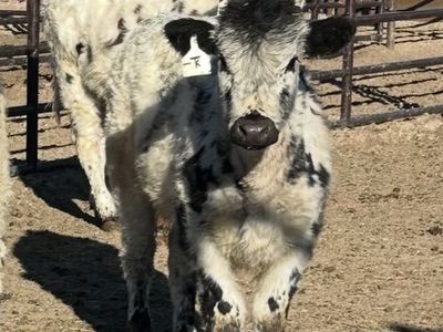 2 Steer Calves For Sale