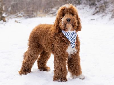 Ron Burgandy, Goldendoodle mini stud, great markings, proven