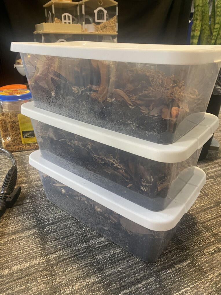 Breeder Isopod Bins