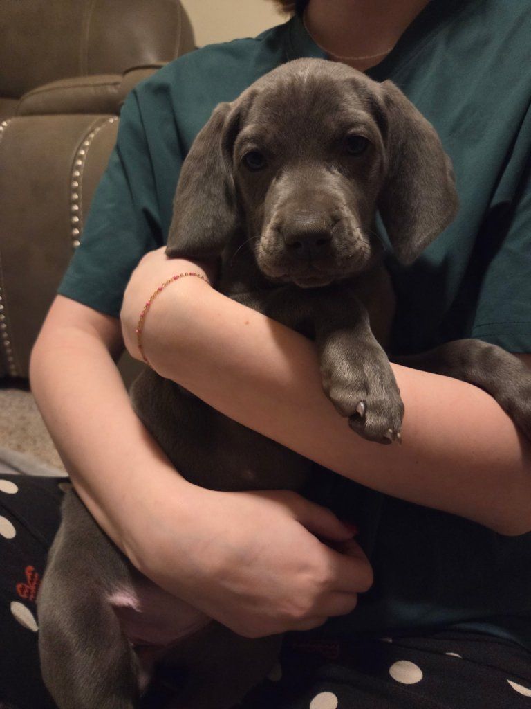 Purebred Weimaraner puppies akc