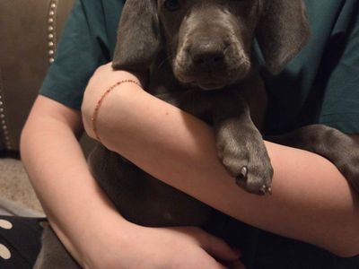 Purebred Weimaraner puppies akc