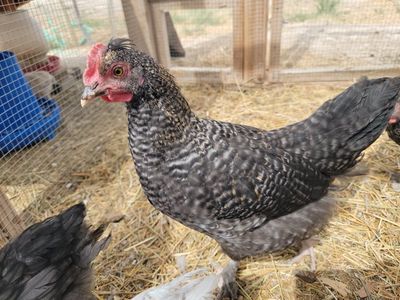 F1 and Speckled Olive Egger Cockerels/Young Roosters!