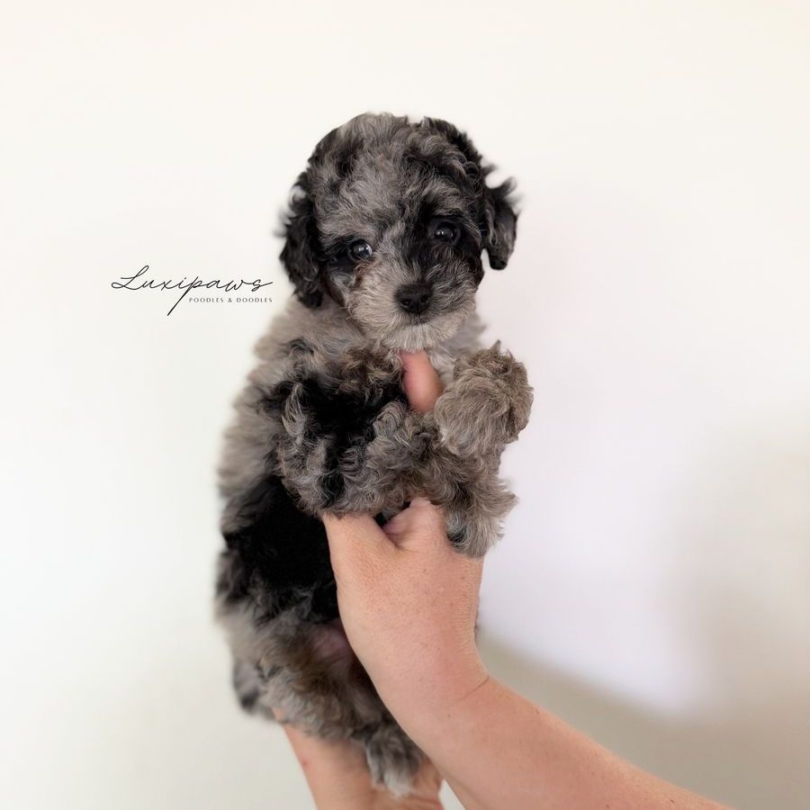 TRUE Micro Goldendoodles 7-9 pounds full grown!