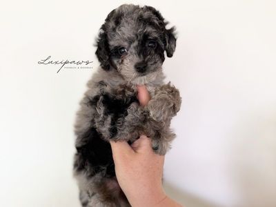 TRUE Micro Goldendoodles 7-9 pounds full grown!