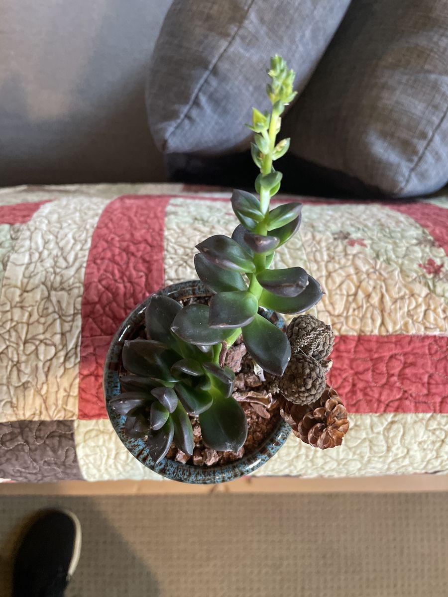 Individual Or Five Piece Set Of Succulents