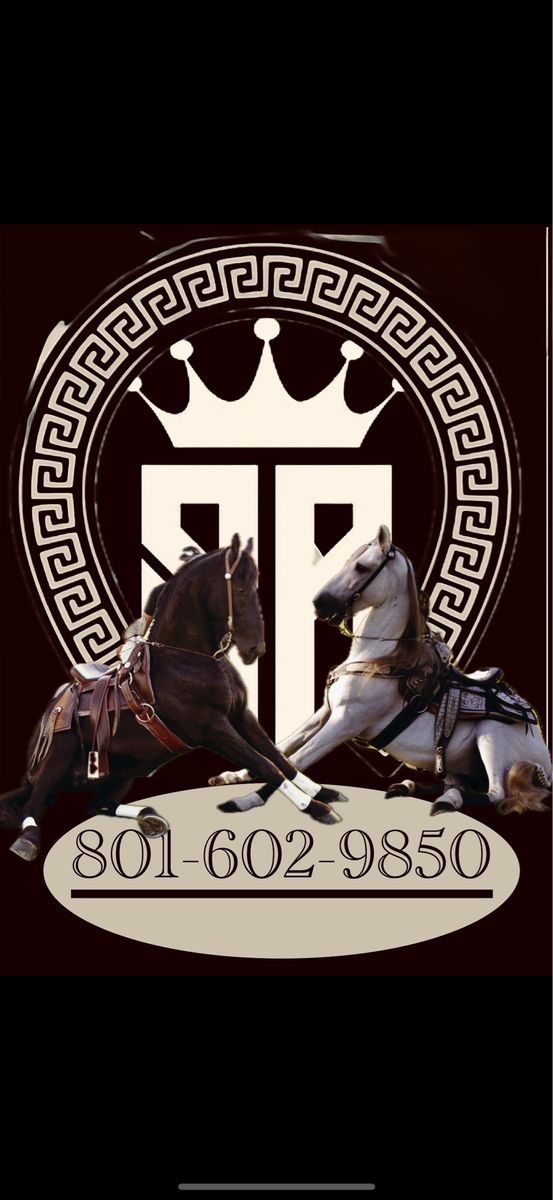 Ibero pinto excellent option for stallion season