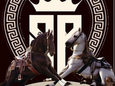 Ibero pinto excellent option for stallion season