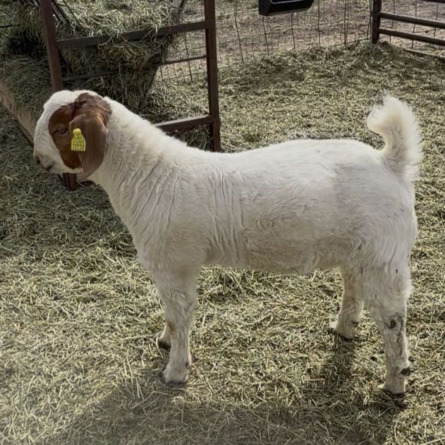 November Buck Kid - Wether Bred