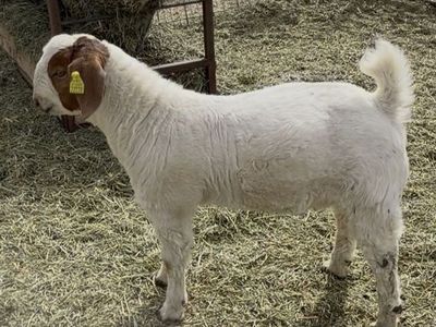 November Buck Kid - Wether Bred