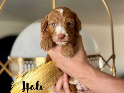 Irishdoodle Puppies - Irish Setter / Poodle