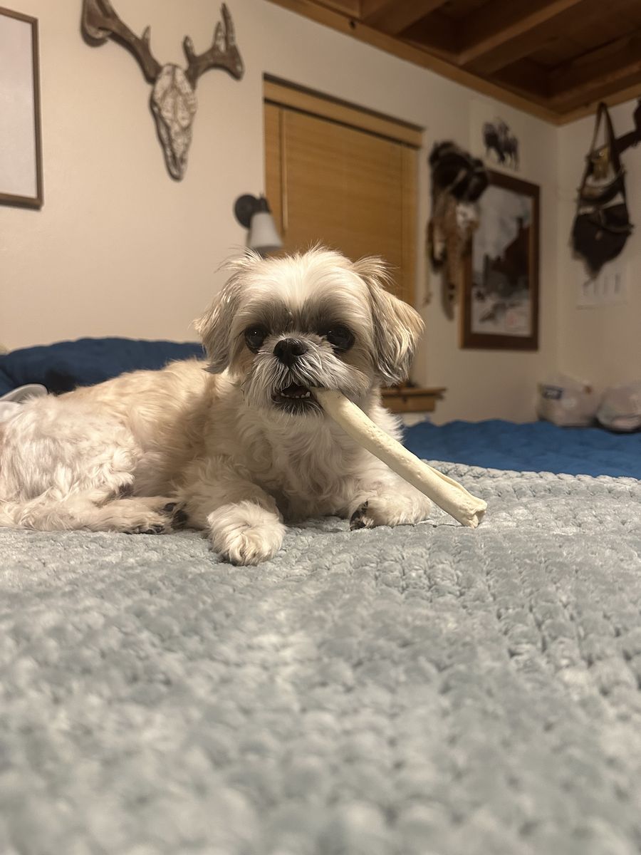 Female Adult Shitzu Seeking a Stable, Loving Home