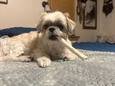 Female Adult Shitzu Seeking a Stable, Loving Home