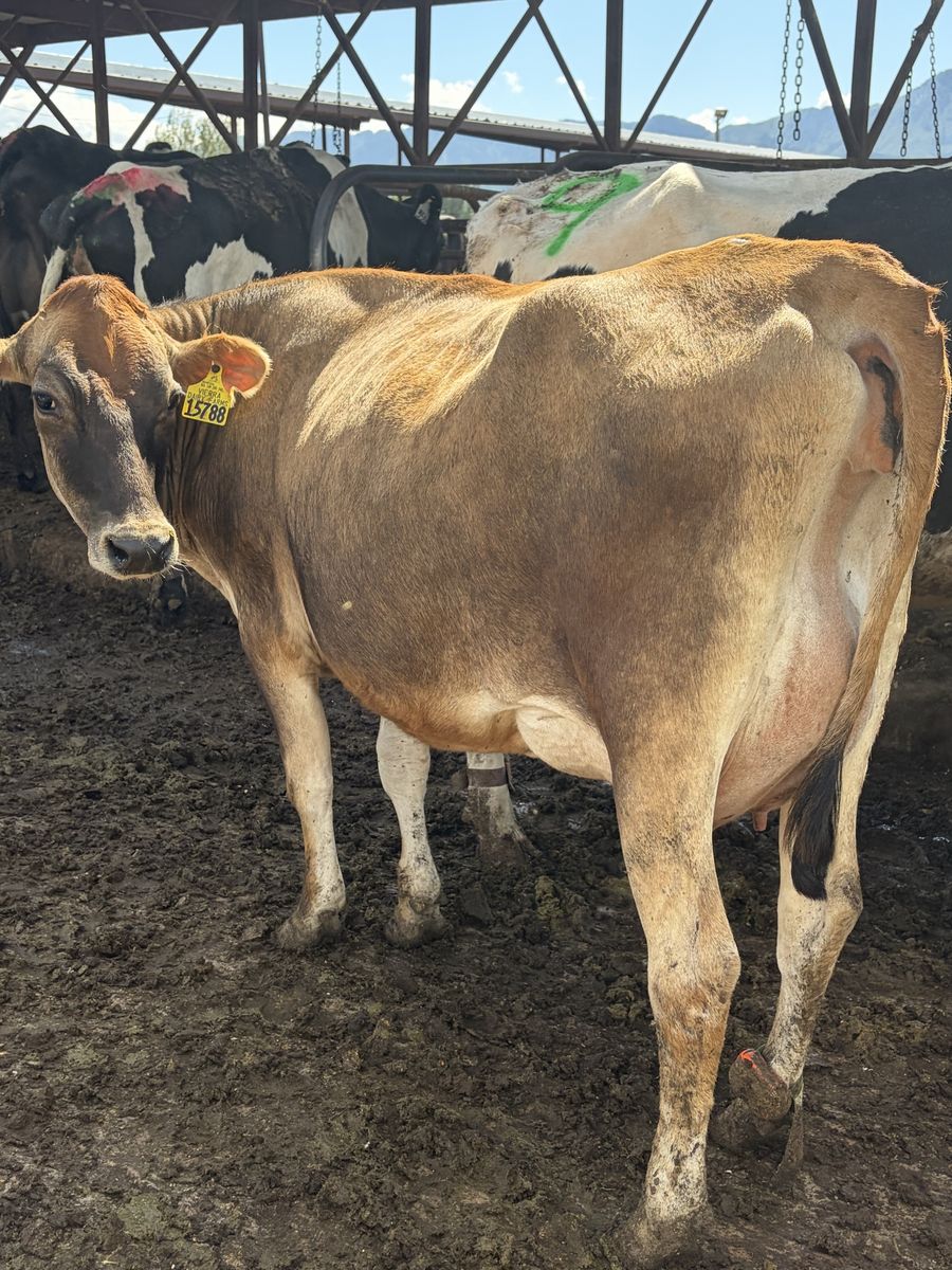 A2A2 Jersey Cows