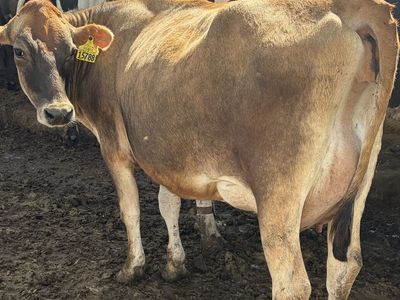 A2A2 Jersey Cows